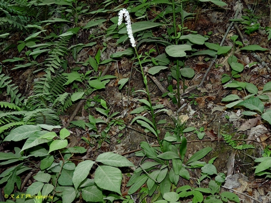 {Chamaelirium luteum}